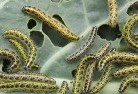 Mossmangarden-pests-and-diseases-6.jpg; ?>